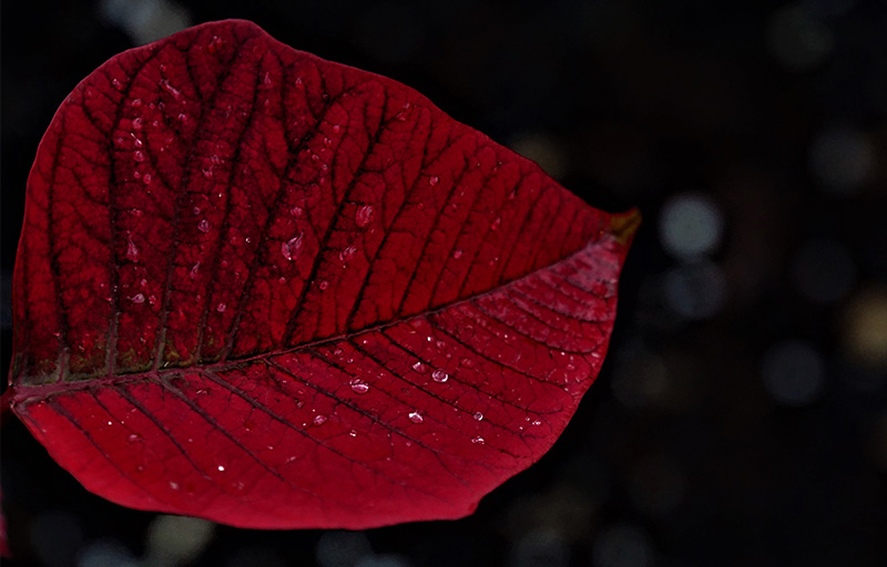 Seasonal depression picture showing an autumn leaf